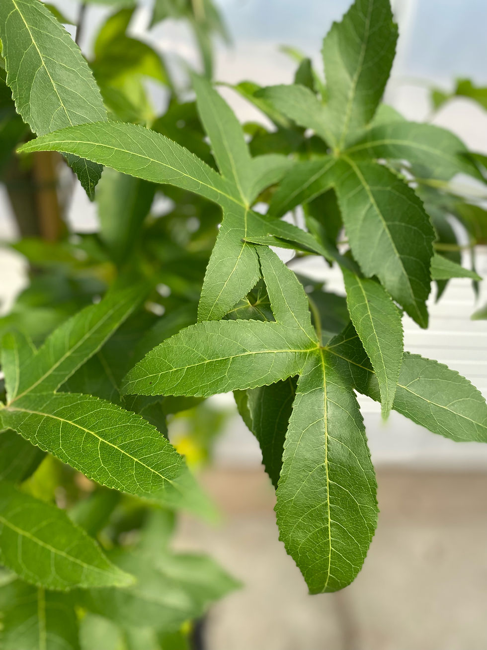liquidambar slender lilhouette (2)