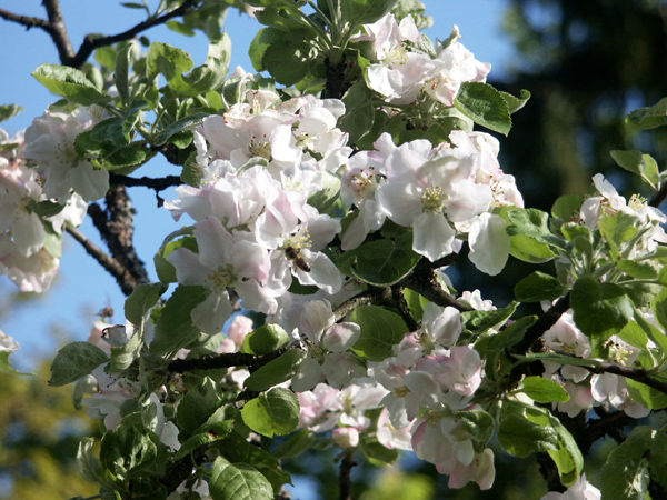 Frühling Apfelblüte.JPG