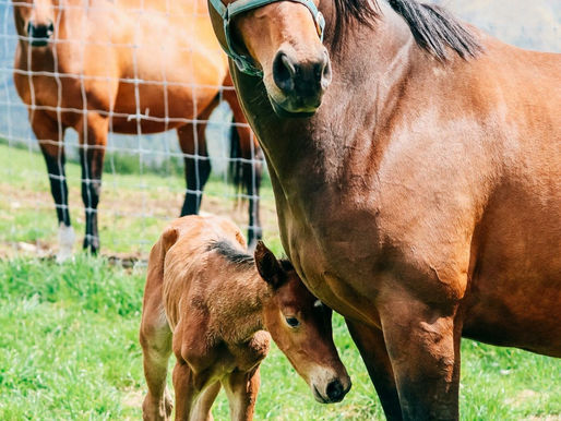 NEW ARRIVAL GRANDORADO TN x LITTORIO