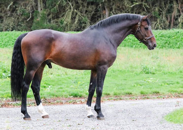 NEW STALLION: HOLIDAY v/d N.RANCH