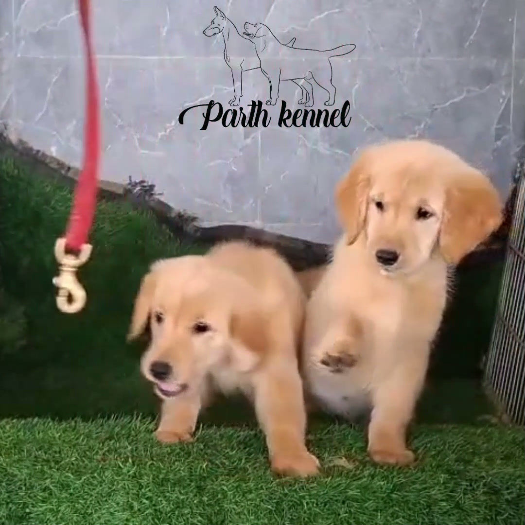 Golden Retriever Puppy