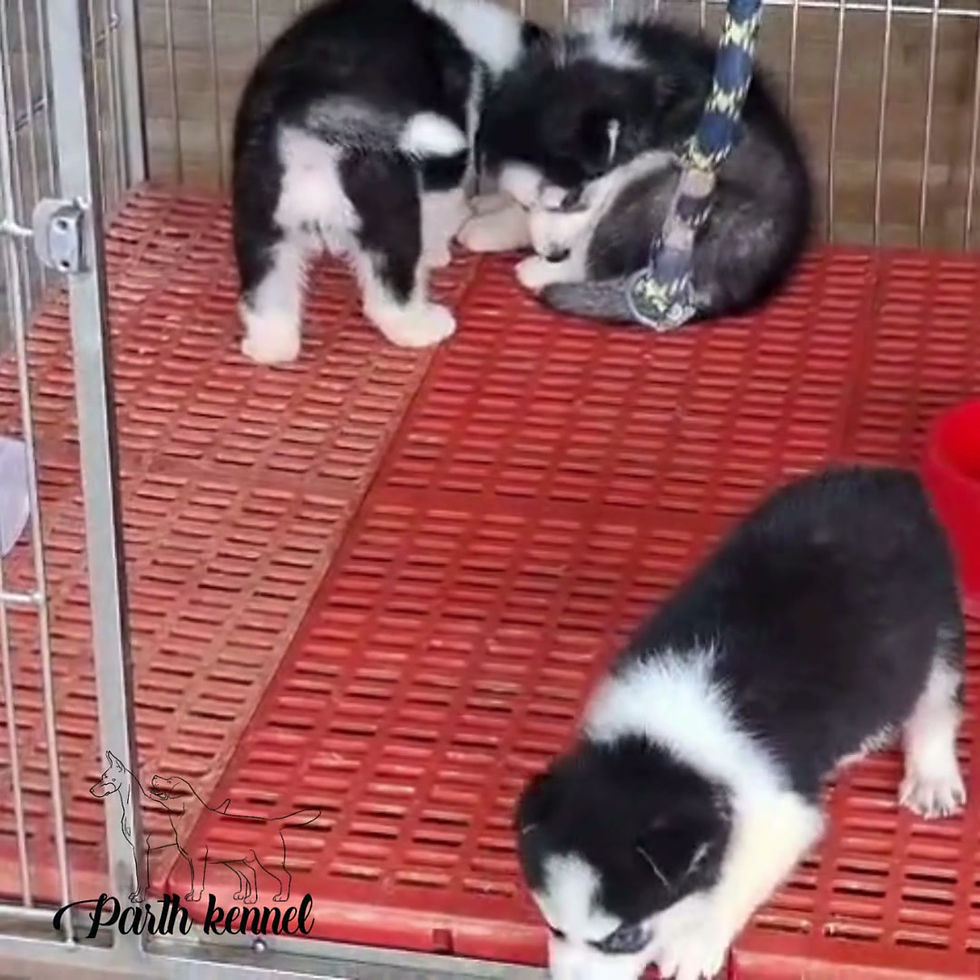 Siberian Husky Male Puppy