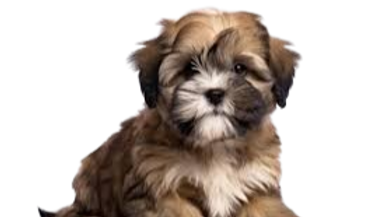 "Small, well-balanced Lhasa Apso with a long, floor-length, straight coat, distinct facial furnishings, and a feathery tail curled over its back. The dog's oval, dark eyes and pendant, heavily feathered ears give it an alert yet elegant appearance, emphasizing its Tibetan heritage and aristocratic charm."