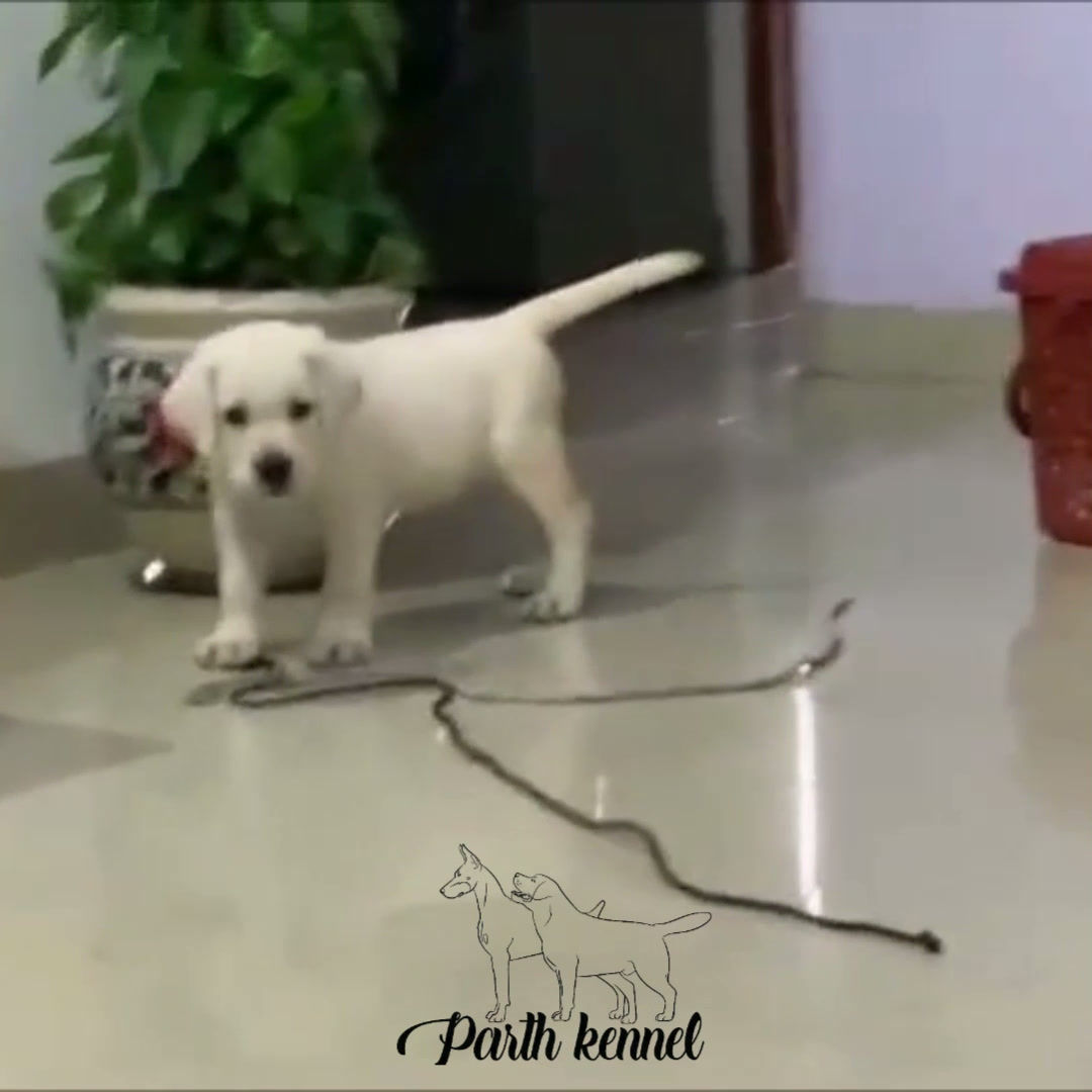 Labrador Retriever Puppy