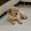 Thumbnail: 🐾✨ KCI Registered Golden Retriever Puppy for Sale – 2 Months Old 🐶💛