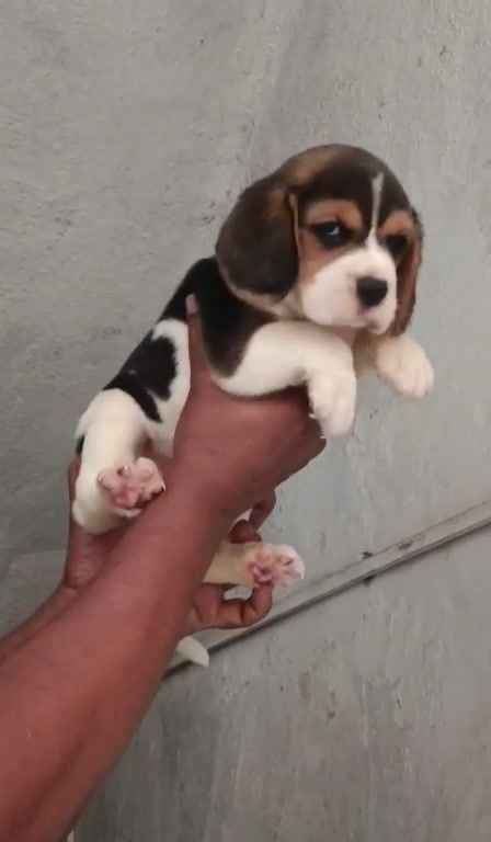 Begal Female Puppy