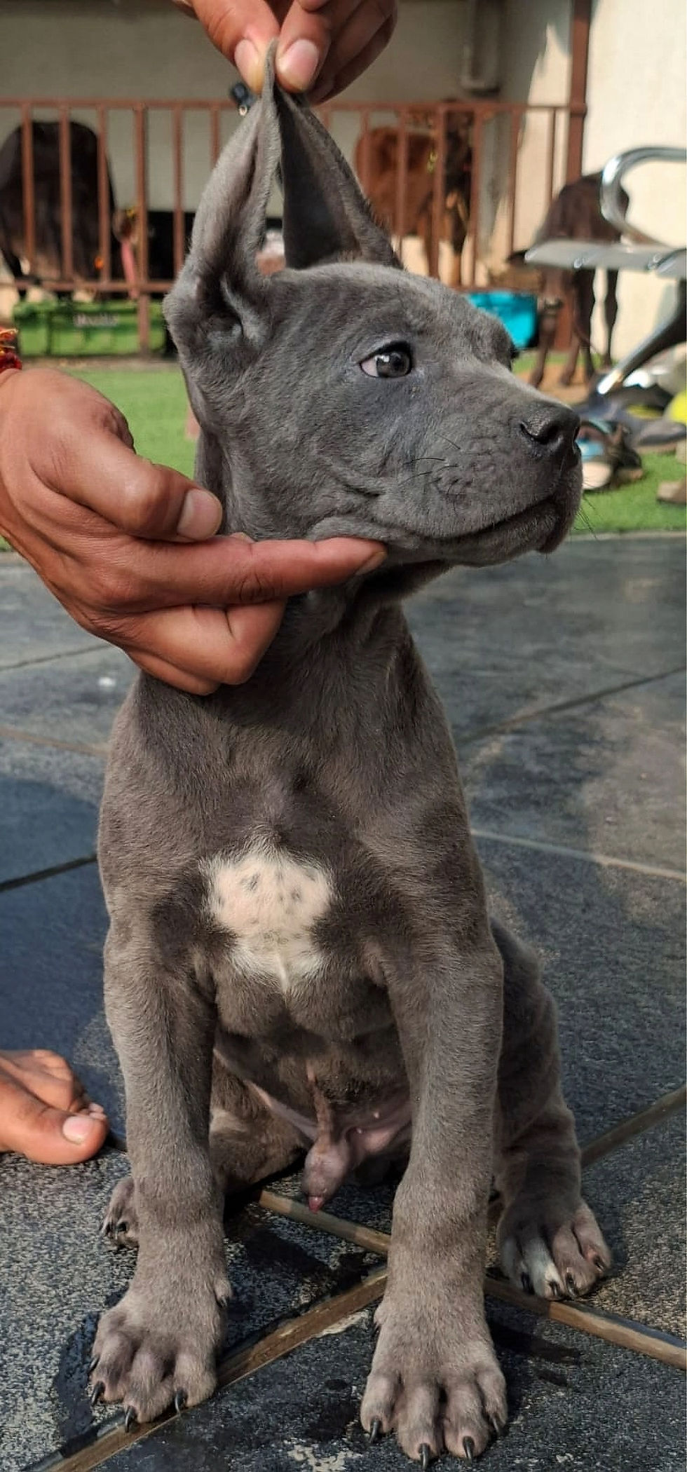 Thumbnail: KCI Registred Cane Carso Puppy