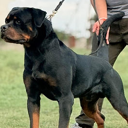 Rottweiler – Strong, Intelligent & Loyal Working Breed 🏆