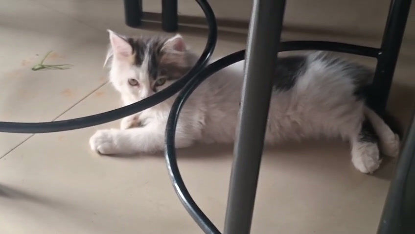 Thumbnail: Persian Kitten
