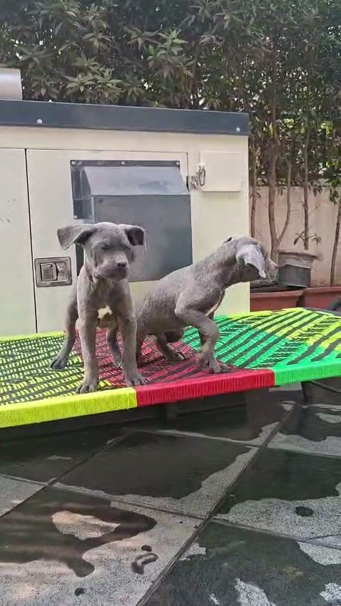 Thumbnail: Cane Carso Puppy