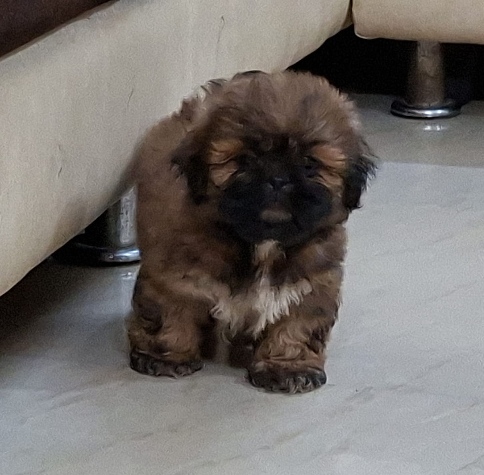 Thumbnail: Lhasa Apso Puppy