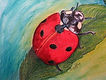 Corrected Lady Bug- Colored Pencil .jpg