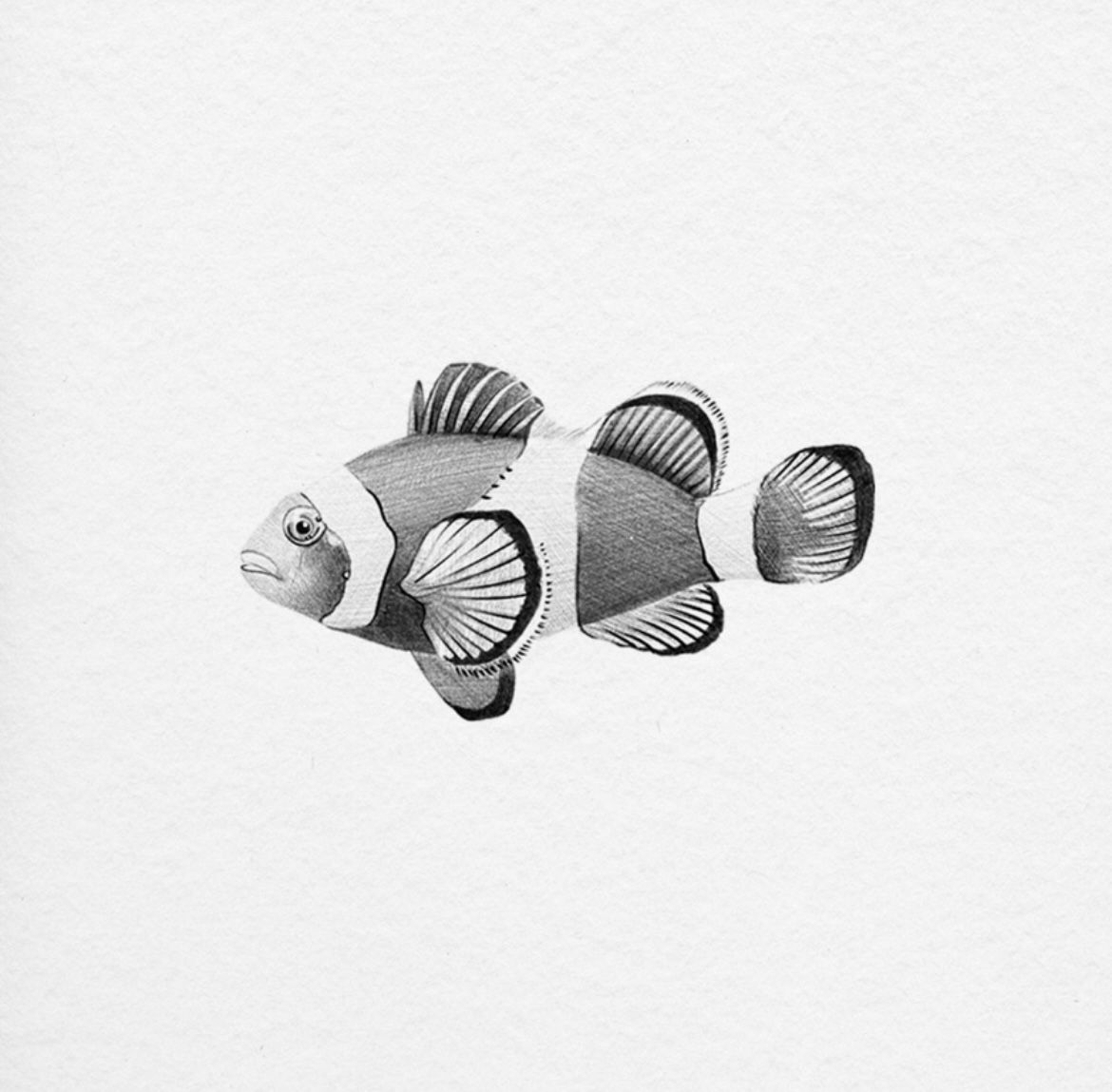 Peixe Palhaço - Monica Kaori