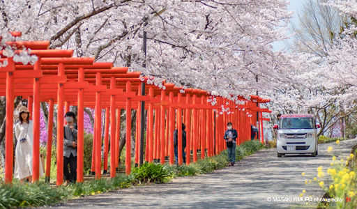 丸高稲荷神社の桜