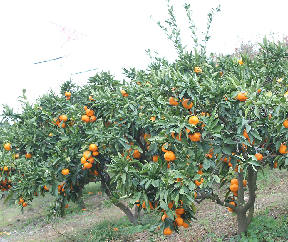 みかんの木