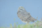 owl-4395640_1920_edited.jpg