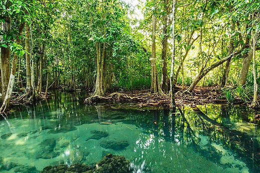 mangrove-forest-1024x681.jpg