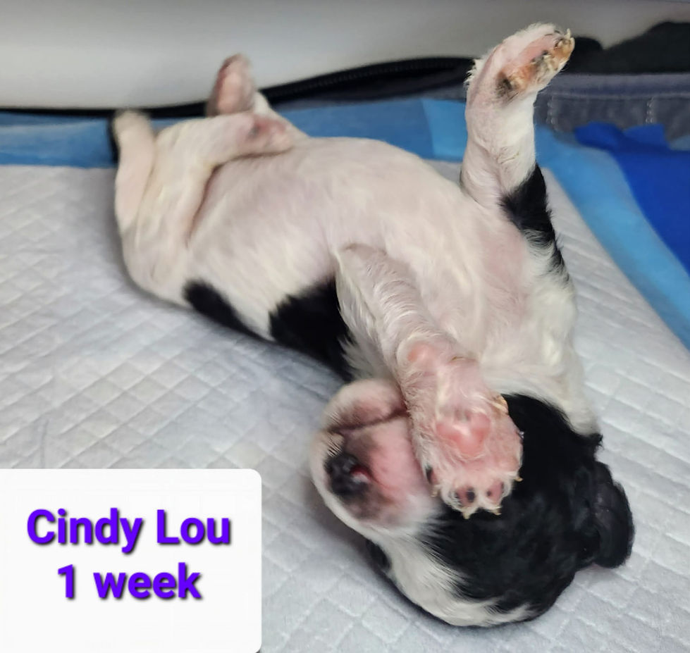 Cindy lou one week on back