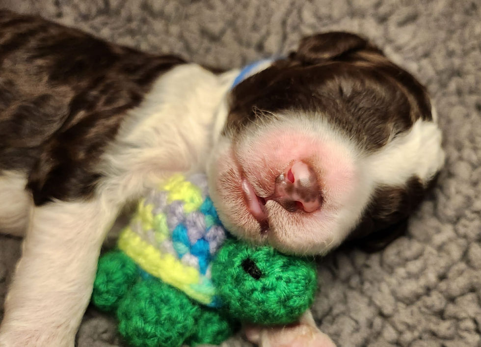 Moose with turtle close up mouth