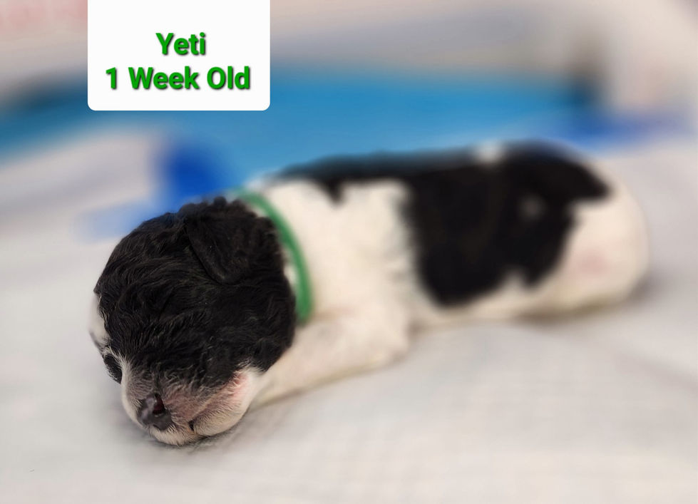 Yeti one week side shot