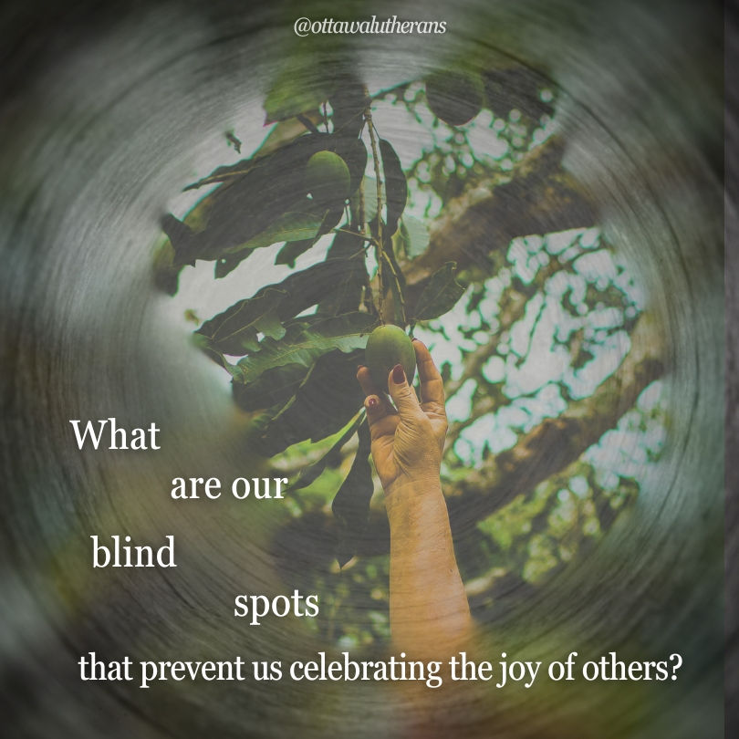 A hand reaching up to pluck an olive from its tree