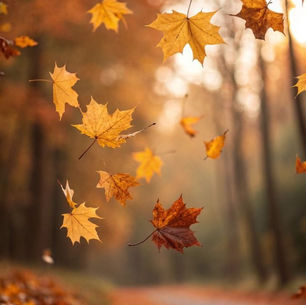 foglie autunnali che svolazzano