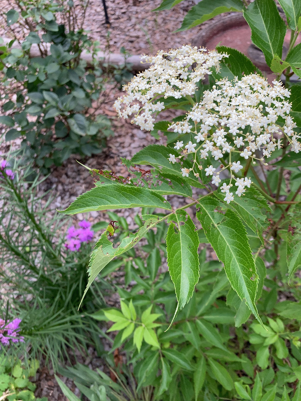 Elderberry and Blazing Star