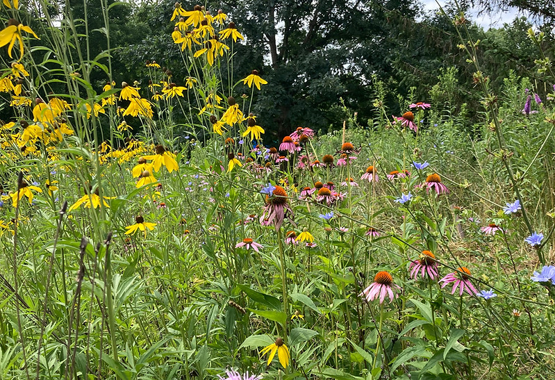 Native wildflower