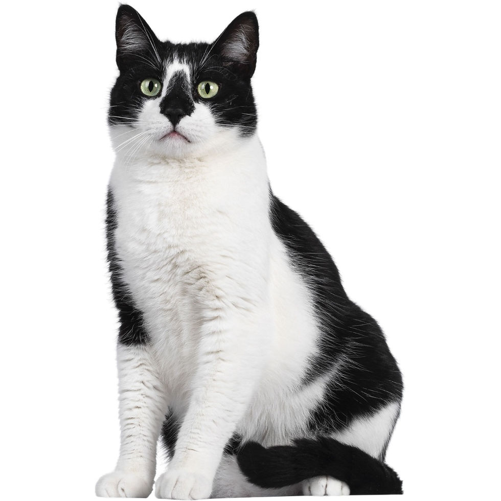 Placeholder 2.jpg