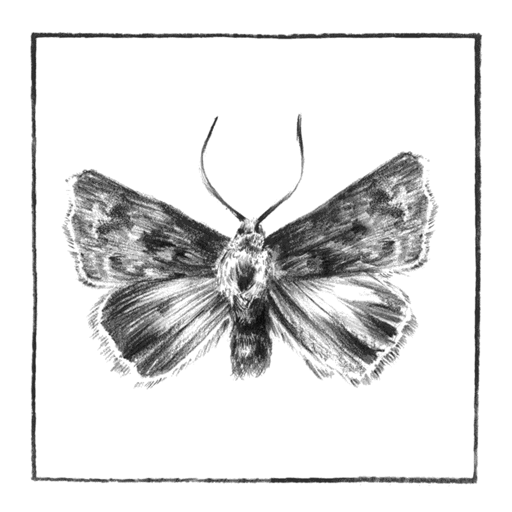 nuitnoir_cover.gif