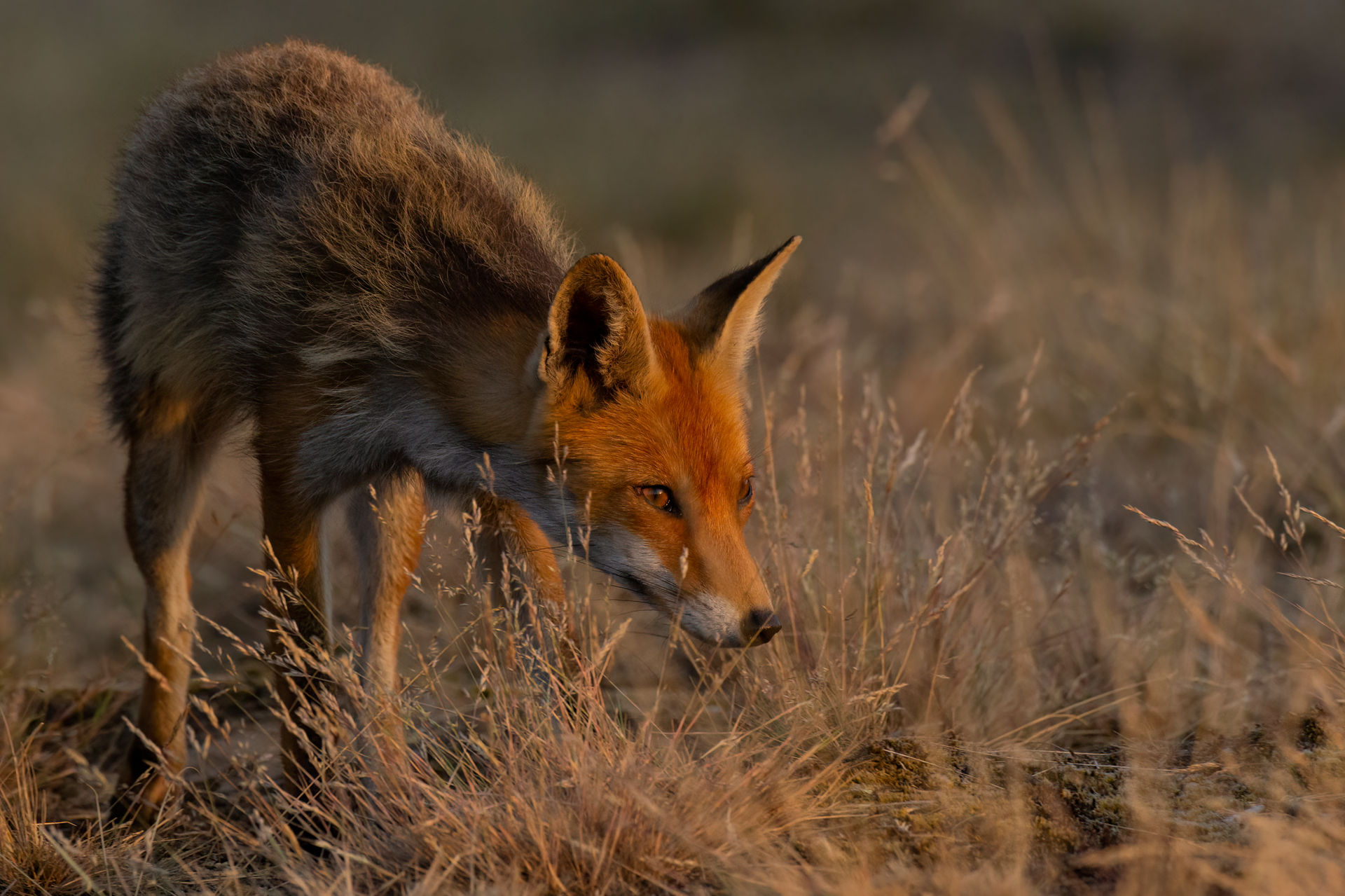 _DSC0132 kopiëren 1.jpg