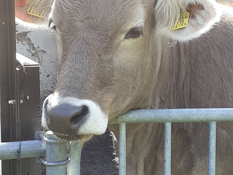 Melchtal statt Milatos