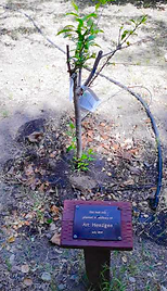 HenzgenMultigraftedTree.png