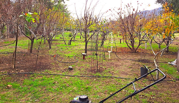 WinterOrchard.jpg