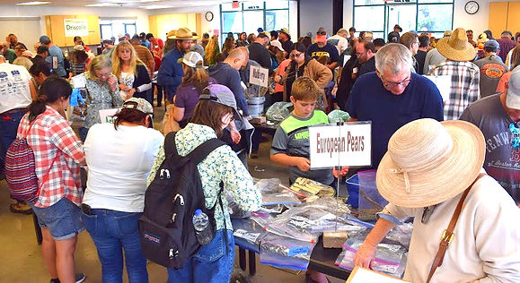 People sorting through bags of scions on tables in a large room