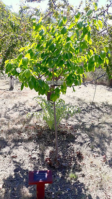 SeikoAtleeTree.jpg