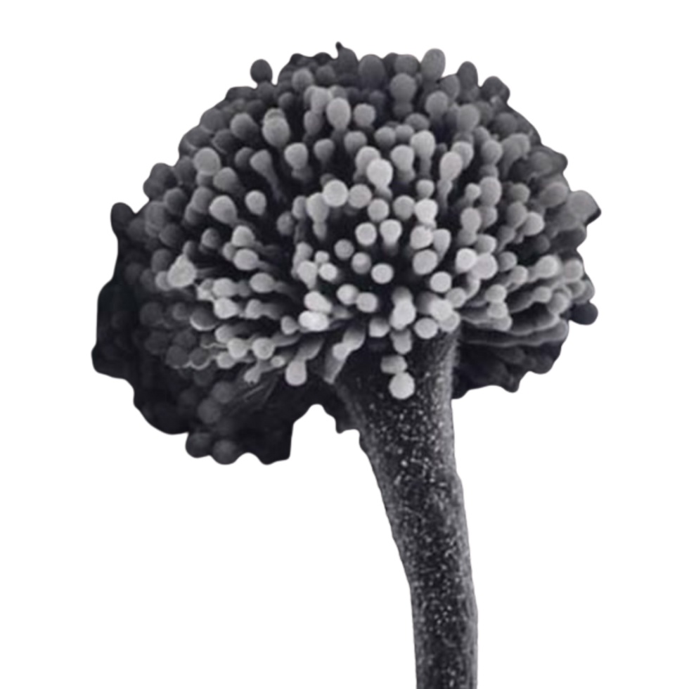 aspergillus oryzae