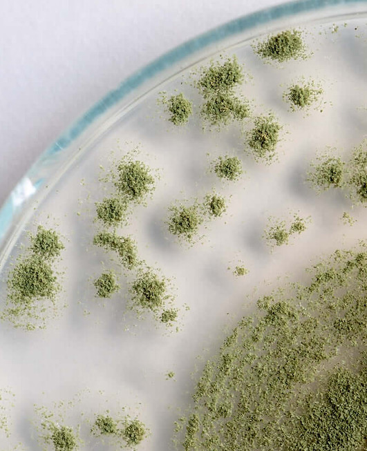 koji spores