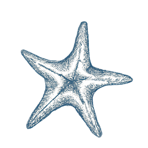 Blue ink sketch starfish_edited.png