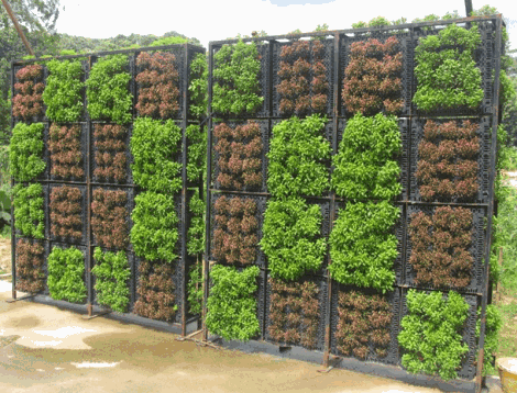 Greenwall-1.gif