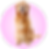 Large dogs are hard to lift it up and they are between 17" and 21". Ex: Labrador, Golden Retriever, Australian Shepperd