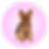 Petite dogs are 12" or less and can be easily carried around. Ex: Chihuahua, Yorkshire Terrier