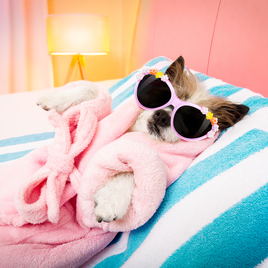 pet lovers mobile pet grooming