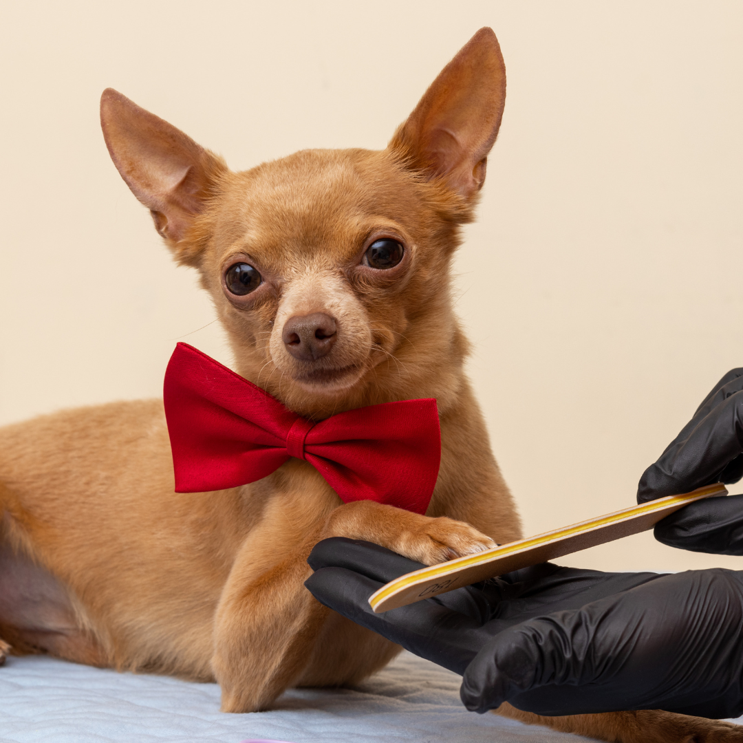 pet lovers mobile pet grooming