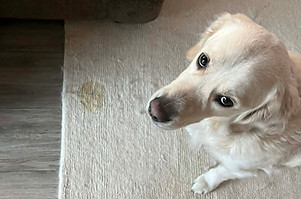 pet-stain-odor-removal-services