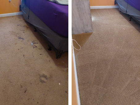 Jacksonville, North Carolina Homeowner Needed Carpet Stain Removal Services