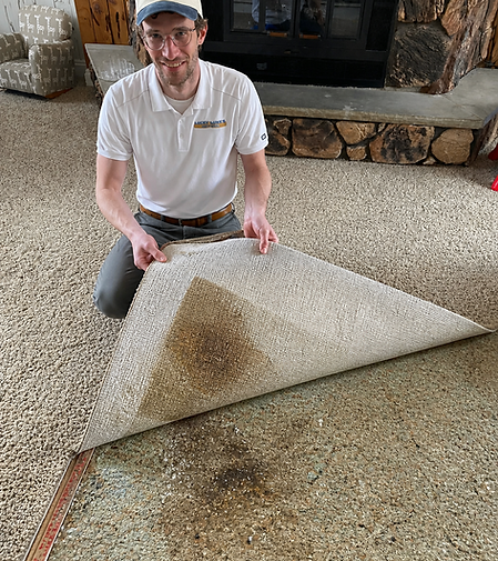 carpet-pet-stain-urine-odor-removal-volo-il