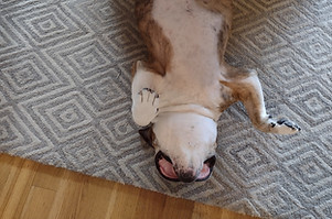 pet-stain-odor-removal-old-fig-garden-ca