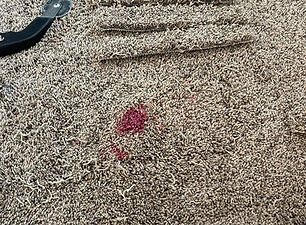 damaged carpet before repair.jpg
