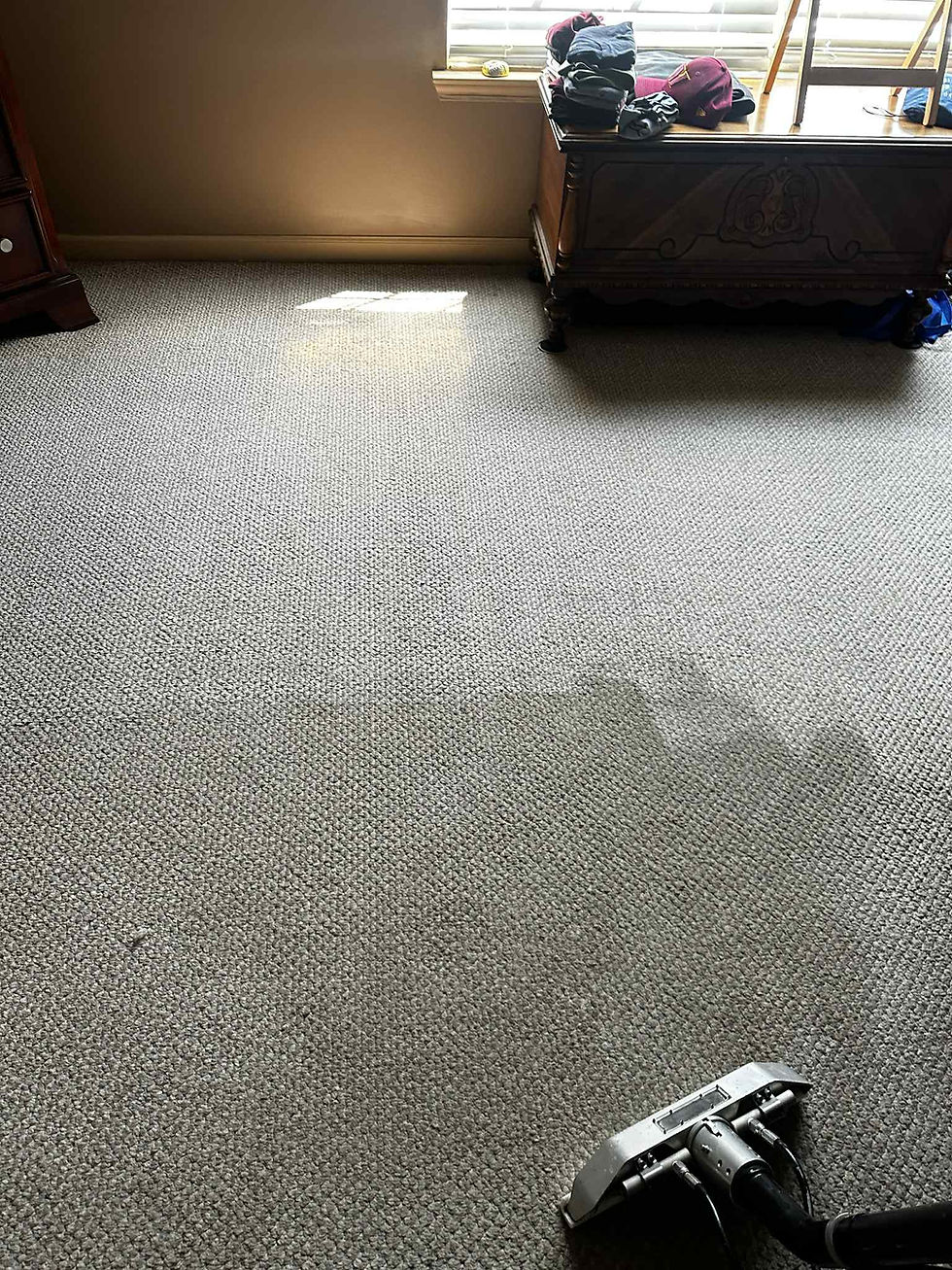 Pet stain and odor treatments before steam cleaning carpets in Greeensboro